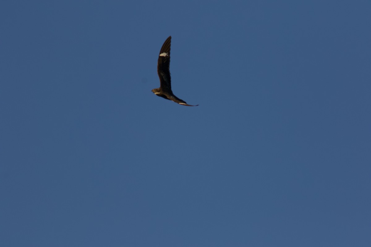 Common Nighthawk - ML640662606