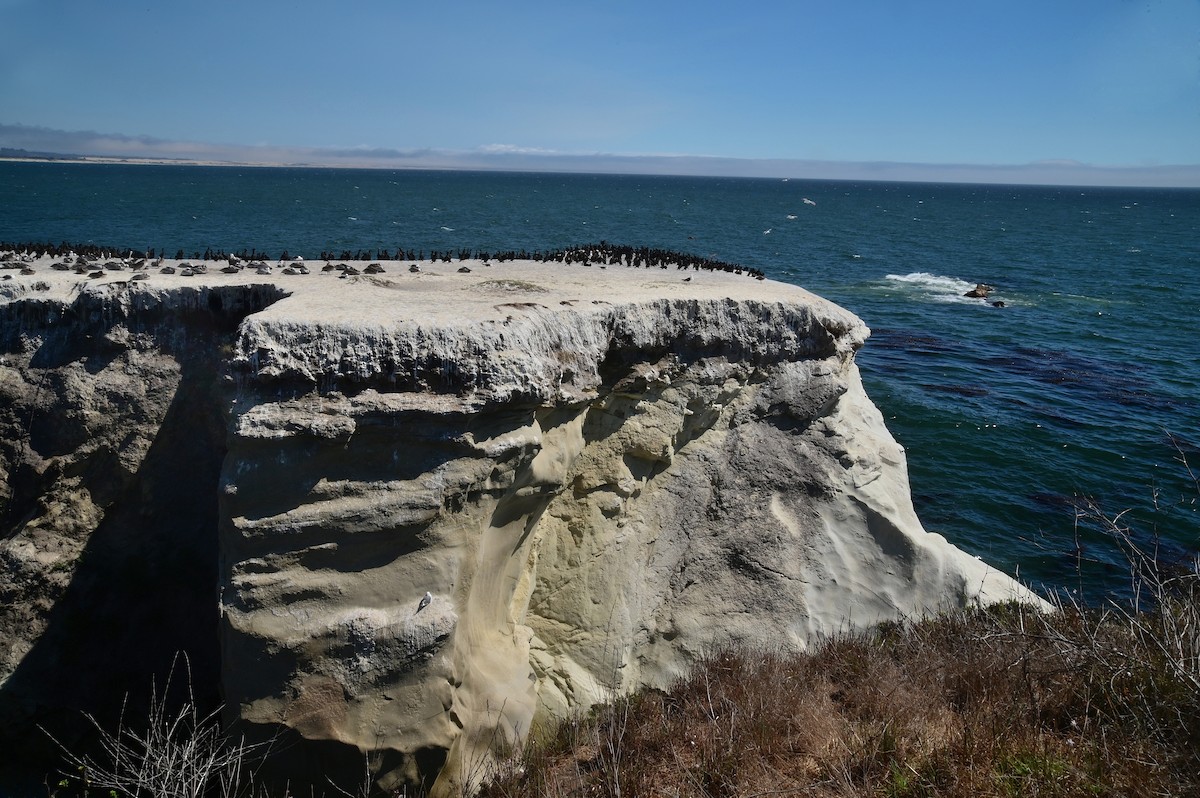 Brown Pelican - ML640662630