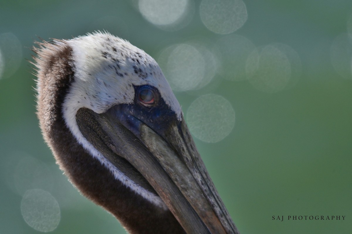 Brown Pelican - ML640662631