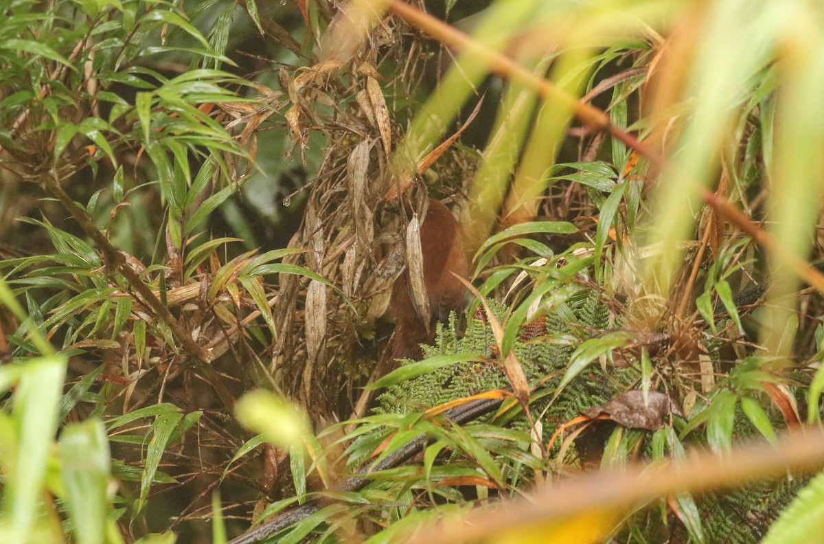 Rufous Spinetail - ML640662715