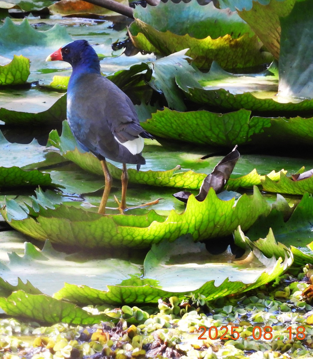 Purple Gallinule - ML640662769