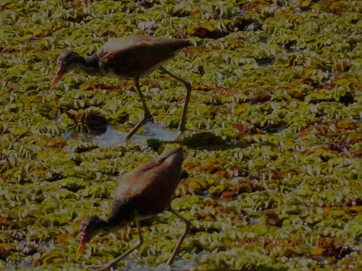 Wattled Jacana - ML640662779