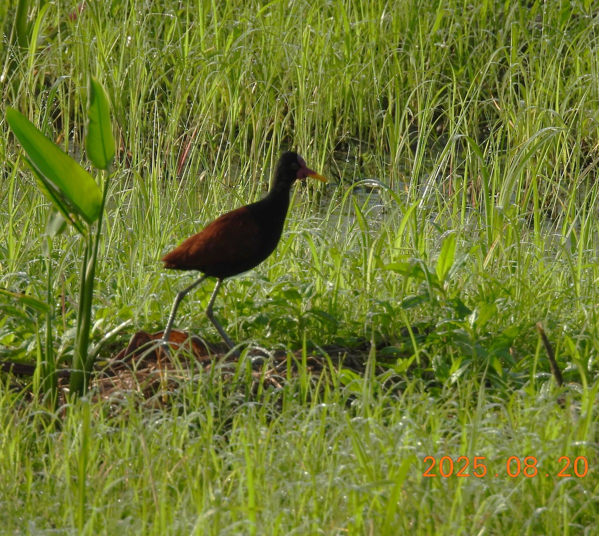 Wattled Jacana - ML640662780