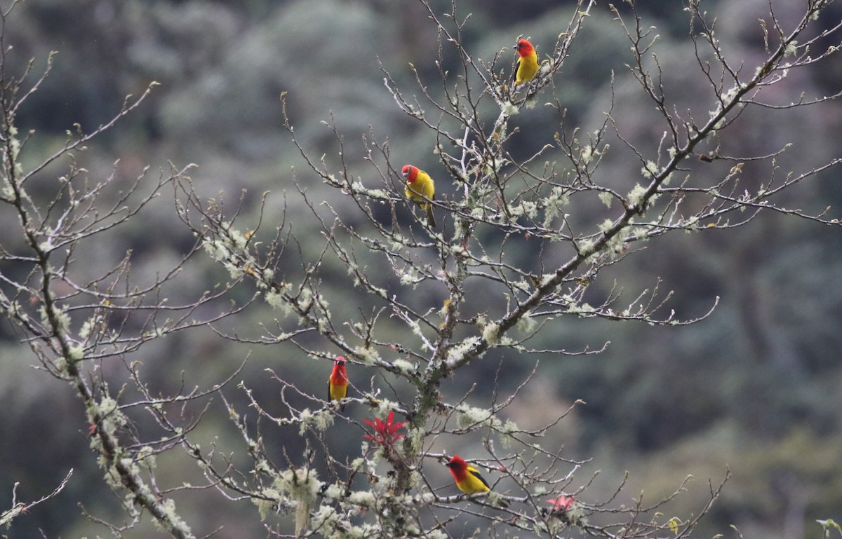 Red-hooded Tanager - ML640662816