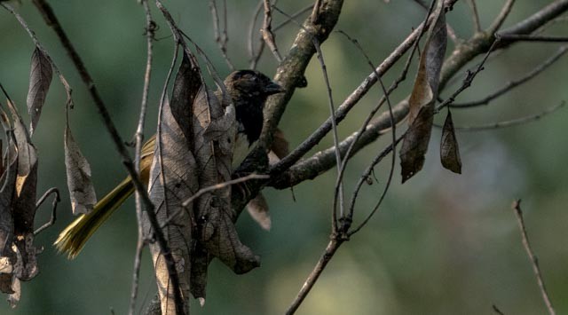 Spotted Towhee - ML640662820