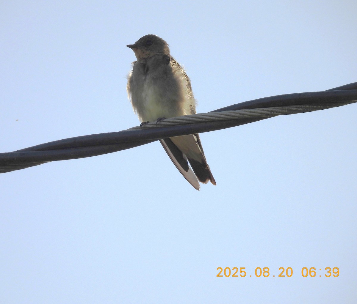 Southern Rough-winged Swallow - ML640662825