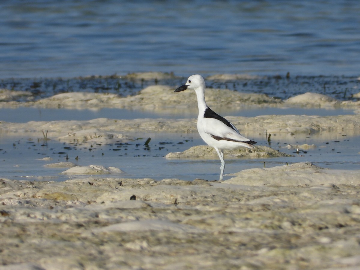 Crab-Plover - ML640662836