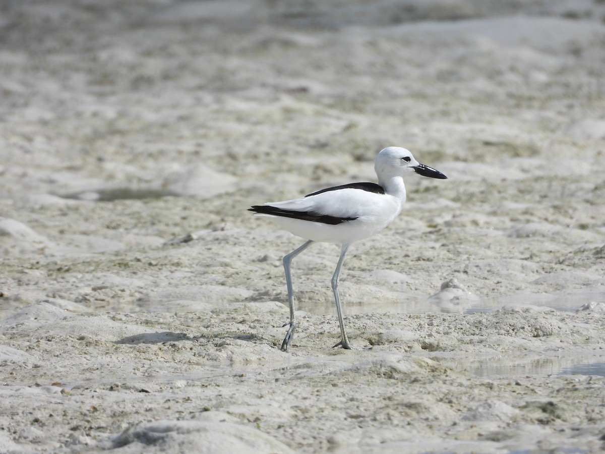Crab-Plover - ML640662837