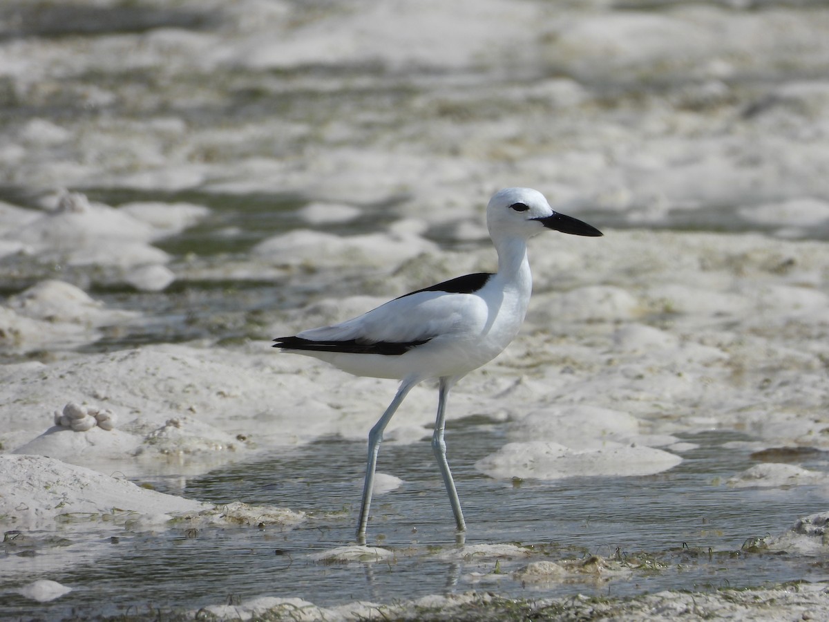 Crab-Plover - ML640662838