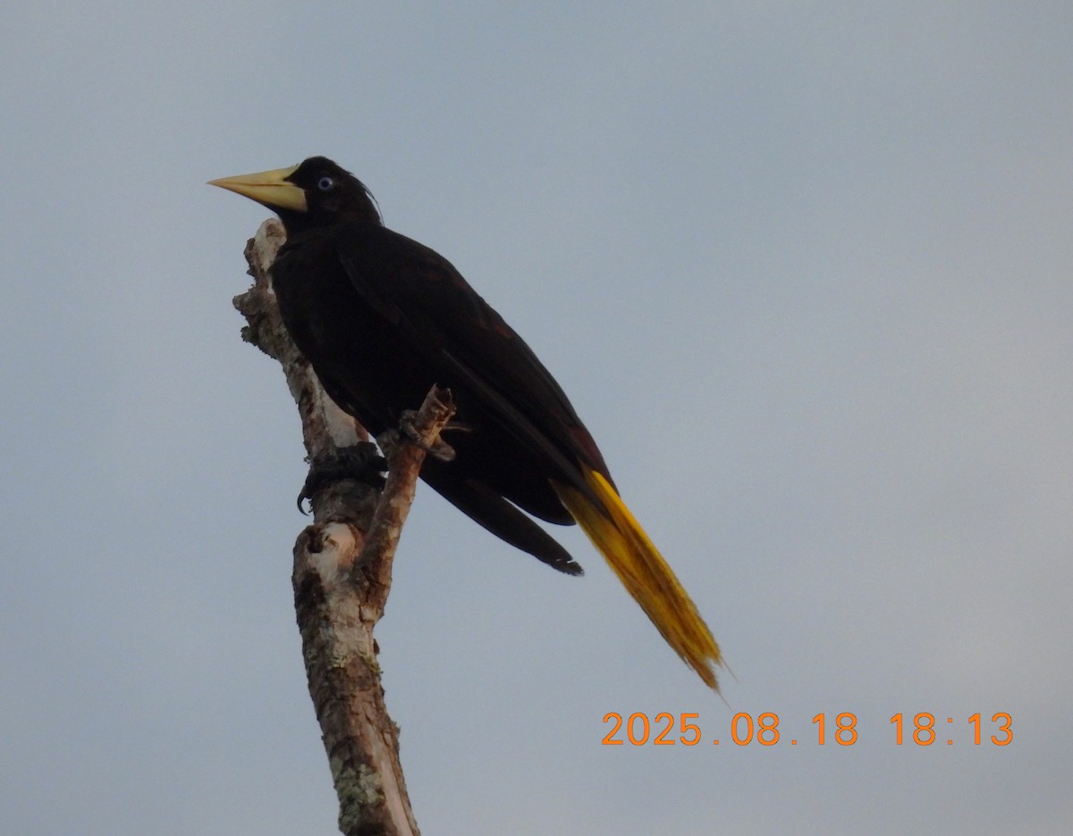 Crested Oropendola - ML640662868