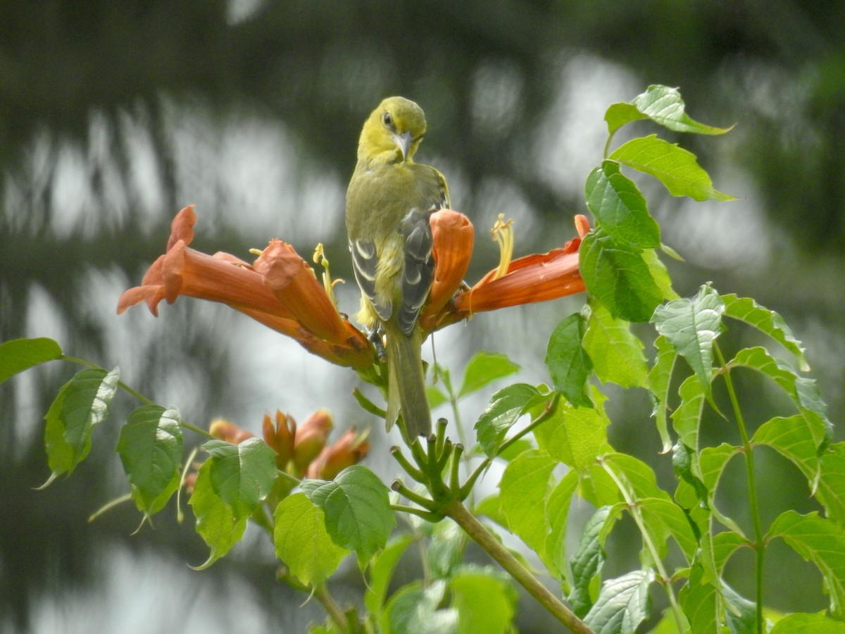 Orchard Oriole - ML640662880