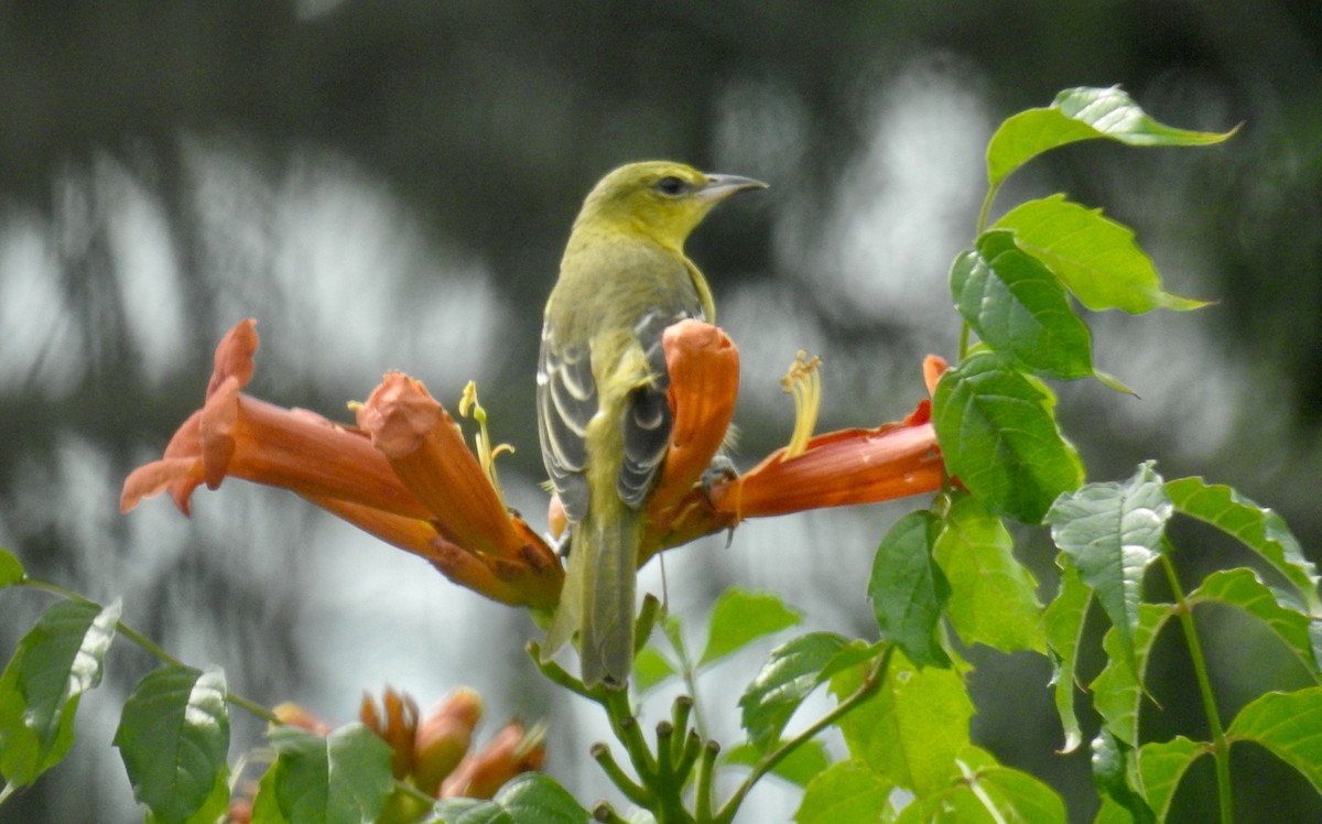 Orchard Oriole - ML640662881
