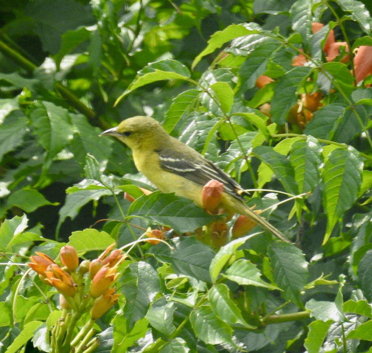 Orchard Oriole - ML640662882