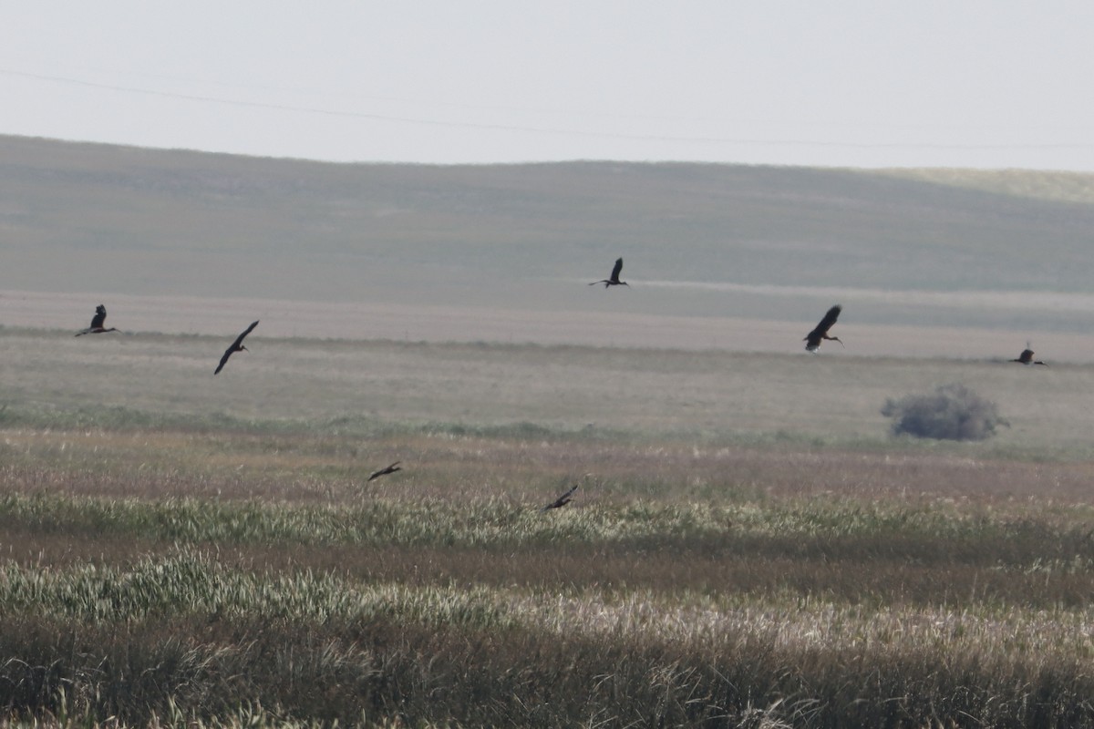 White-faced Ibis - ML640662884