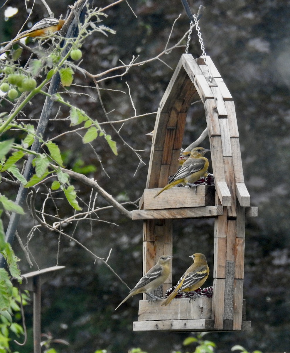 Baltimore Oriole - ML640662906