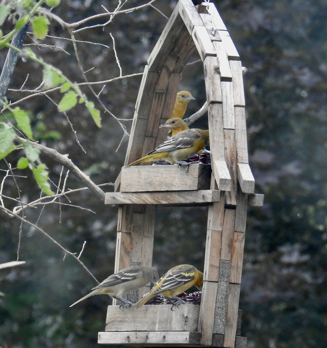 Baltimore Oriole - ML640662907