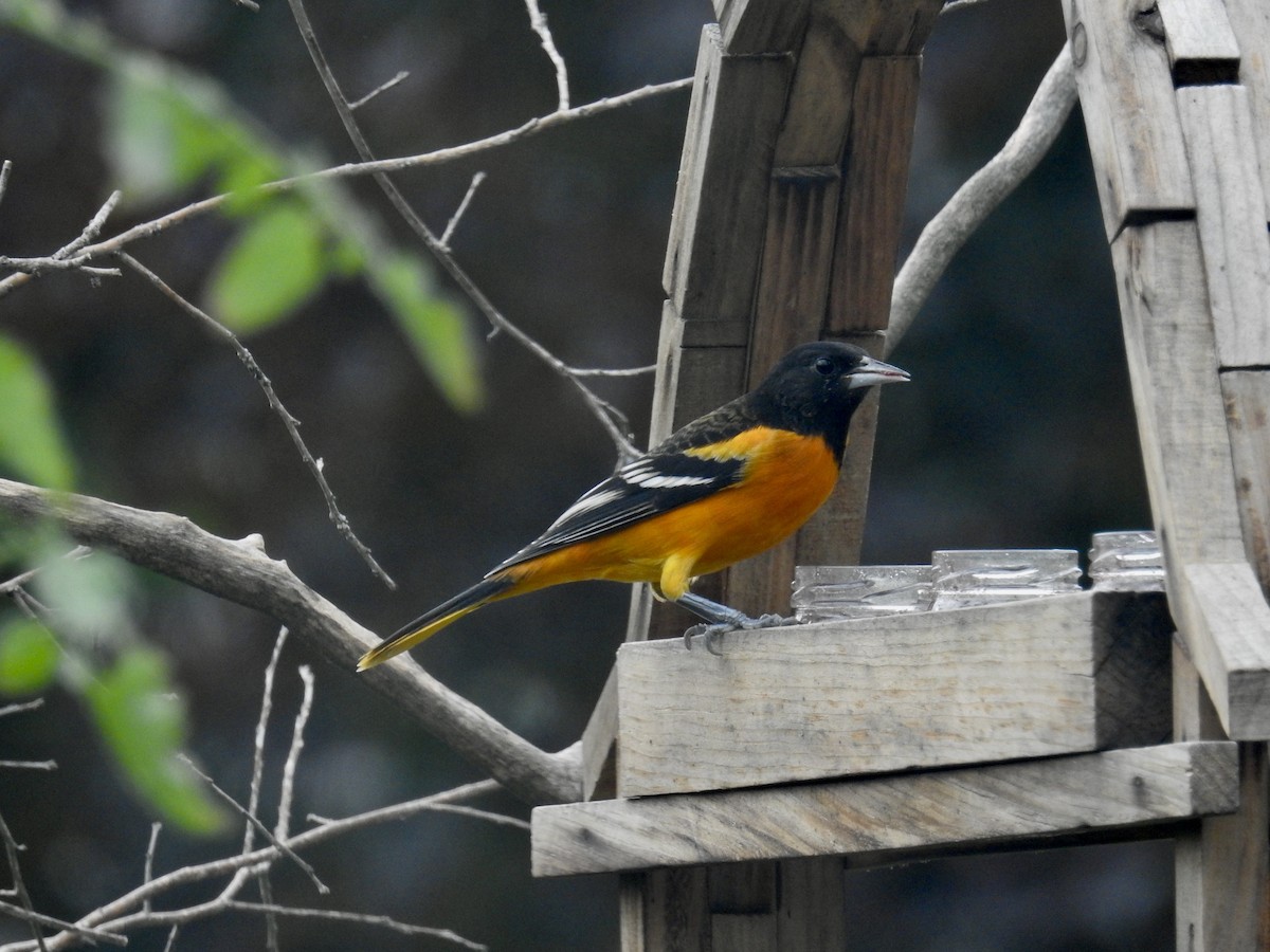 Baltimore Oriole - ML640662908