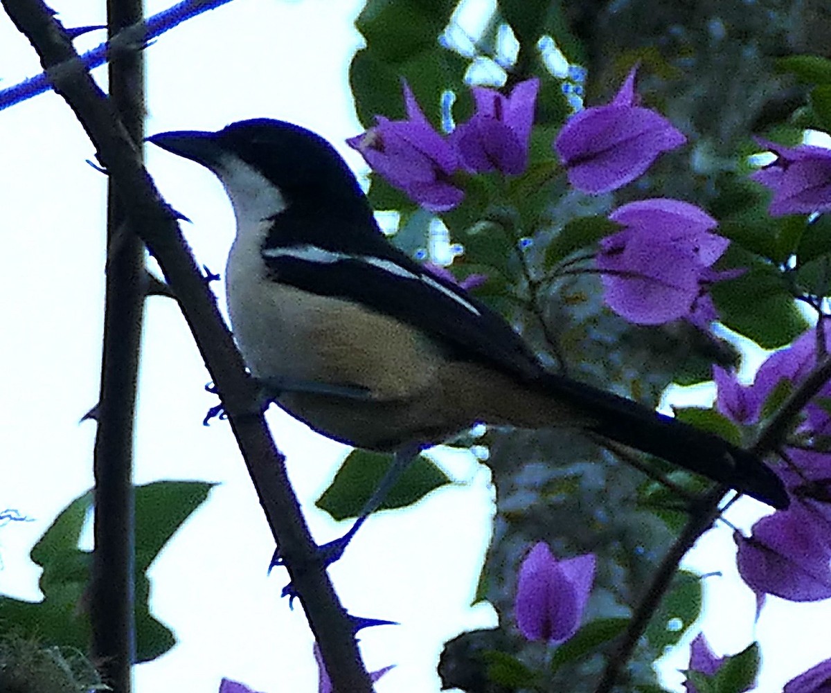 Southern Boubou - ML640662914