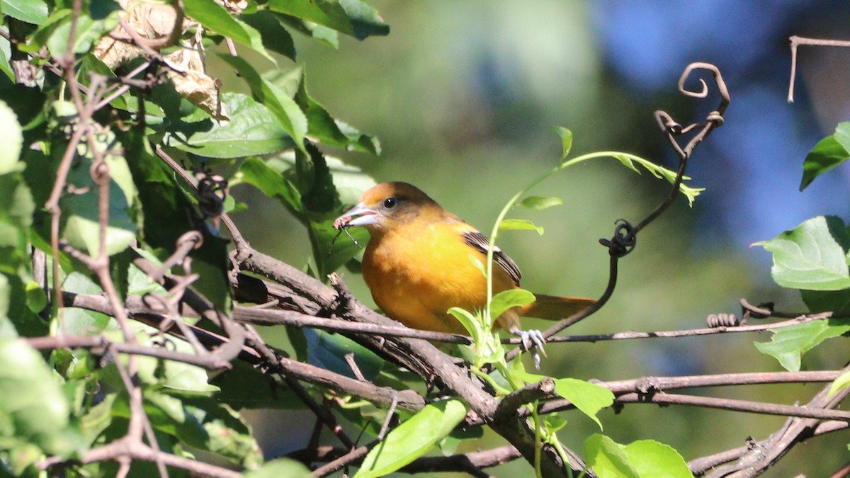 Baltimore Oriole - ML640662917