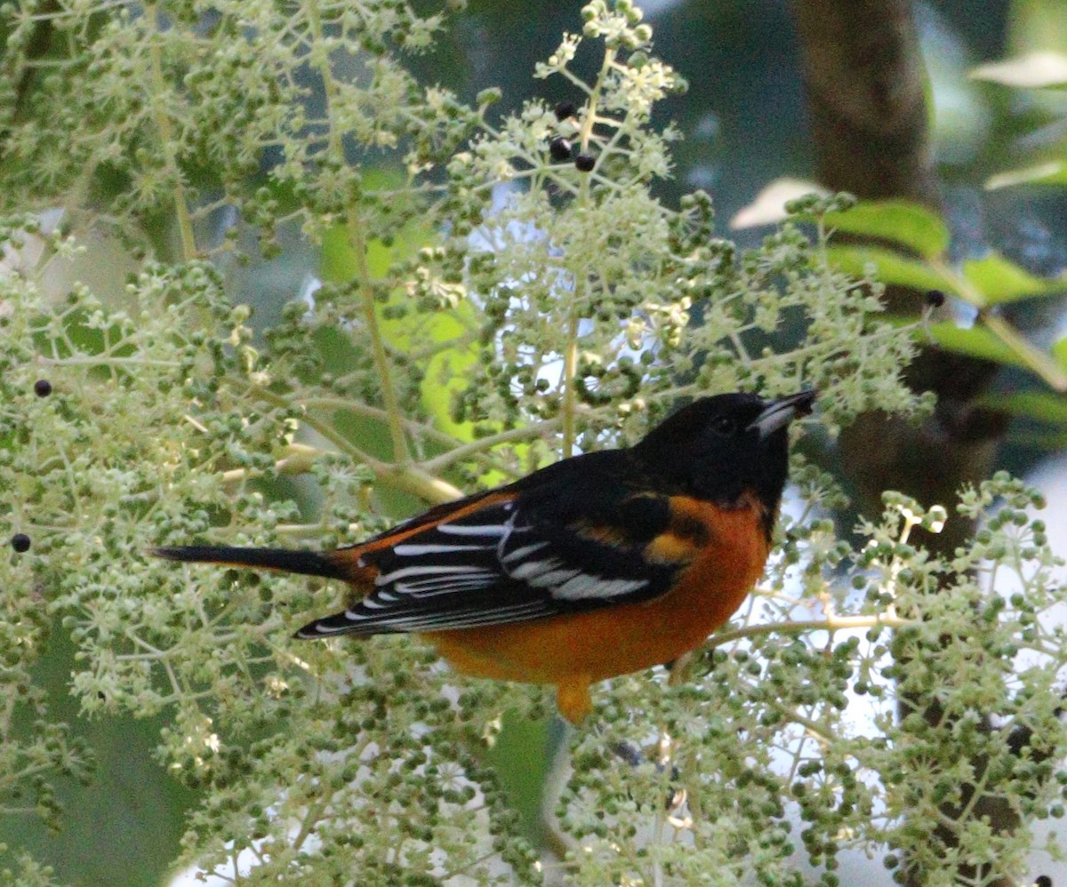 Baltimore Oriole - ML640662918