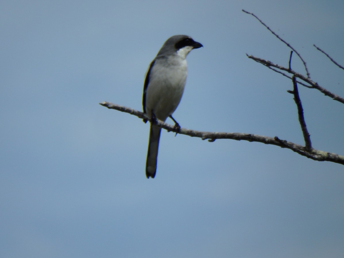 Loggerhead Shrike - ML640662930