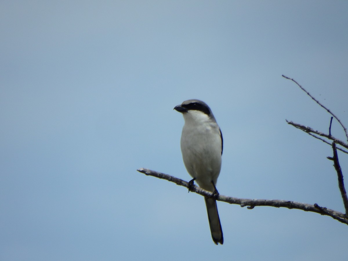 Loggerhead Shrike - ML640662931