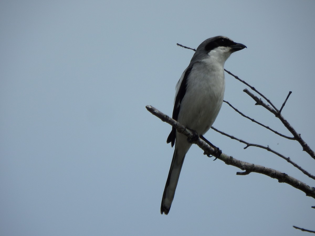 Loggerhead Shrike - ML640662932