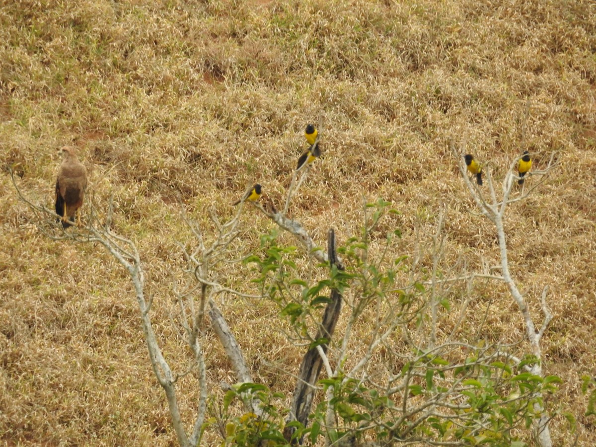 Yellow-rumped Marshbird - ML640662965