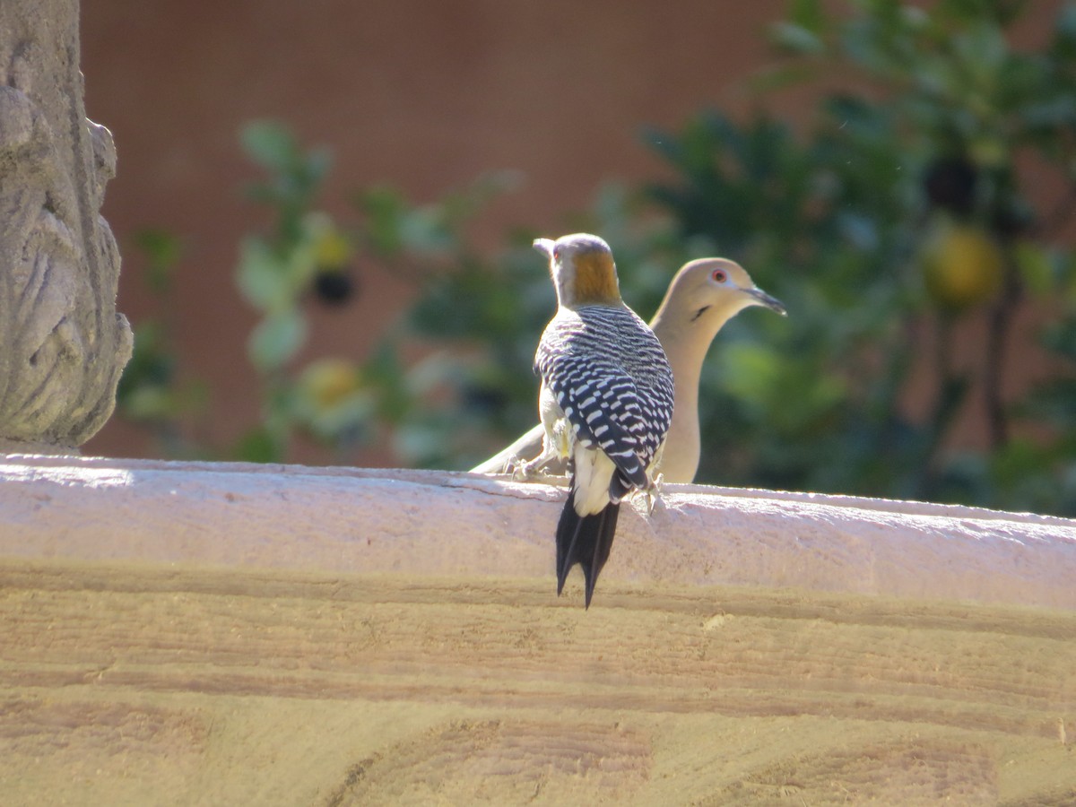Eurasian Collared-Dove - ML640662966