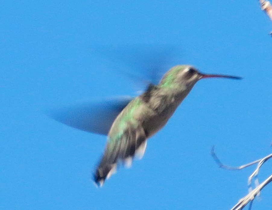 Broad-billed Hummingbird - ML640662975