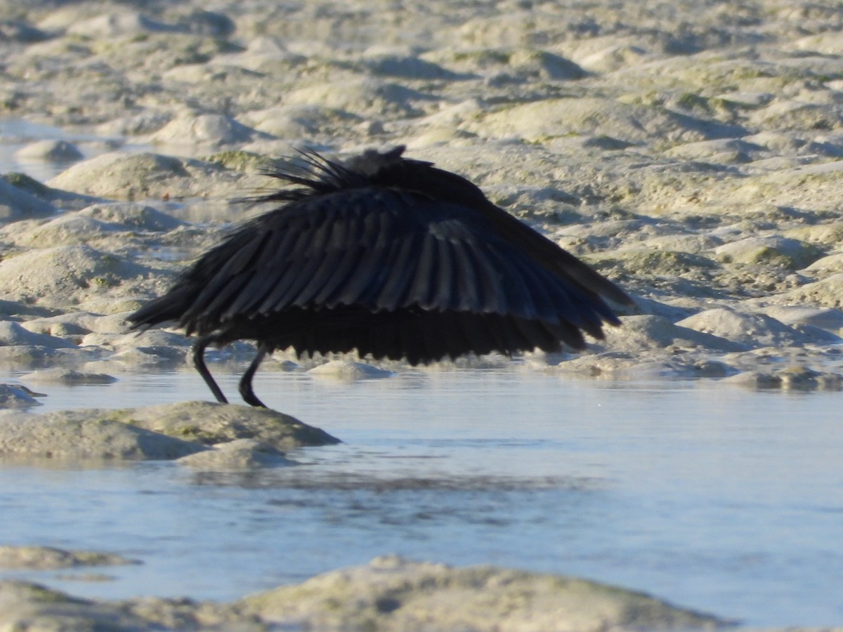 Black Heron - ML640662978