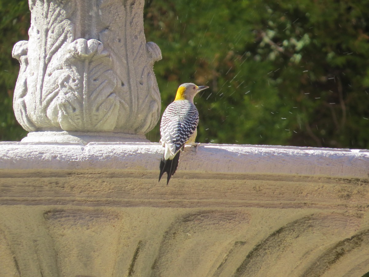 Golden-fronted Woodpecker - ML640662985