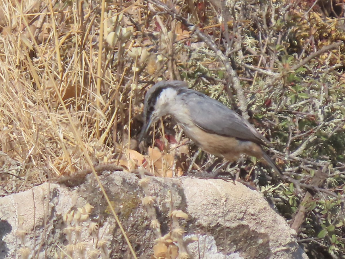 Sittelle de Neumayer - ML640663030