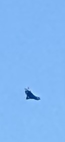 Black Vulture - ML640663050
