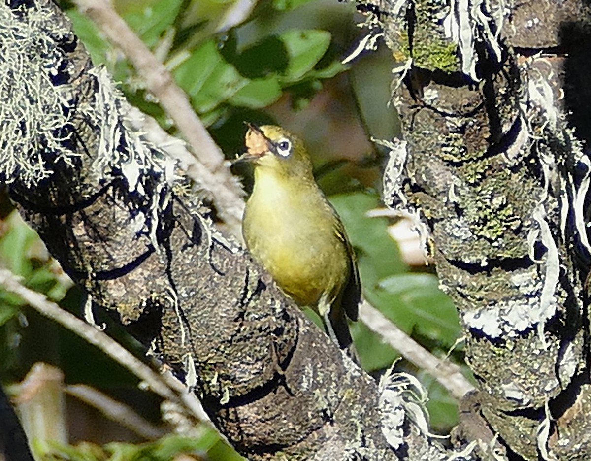 Cape White-eye (Green) - ML640663075