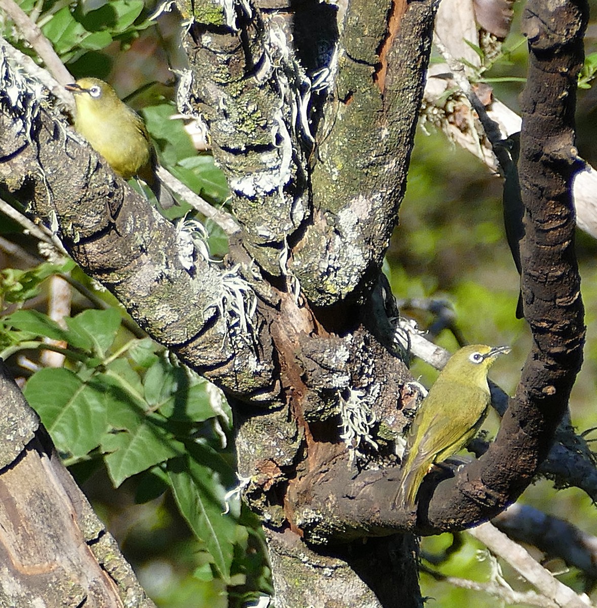 Cape White-eye (Green) - ML640663076