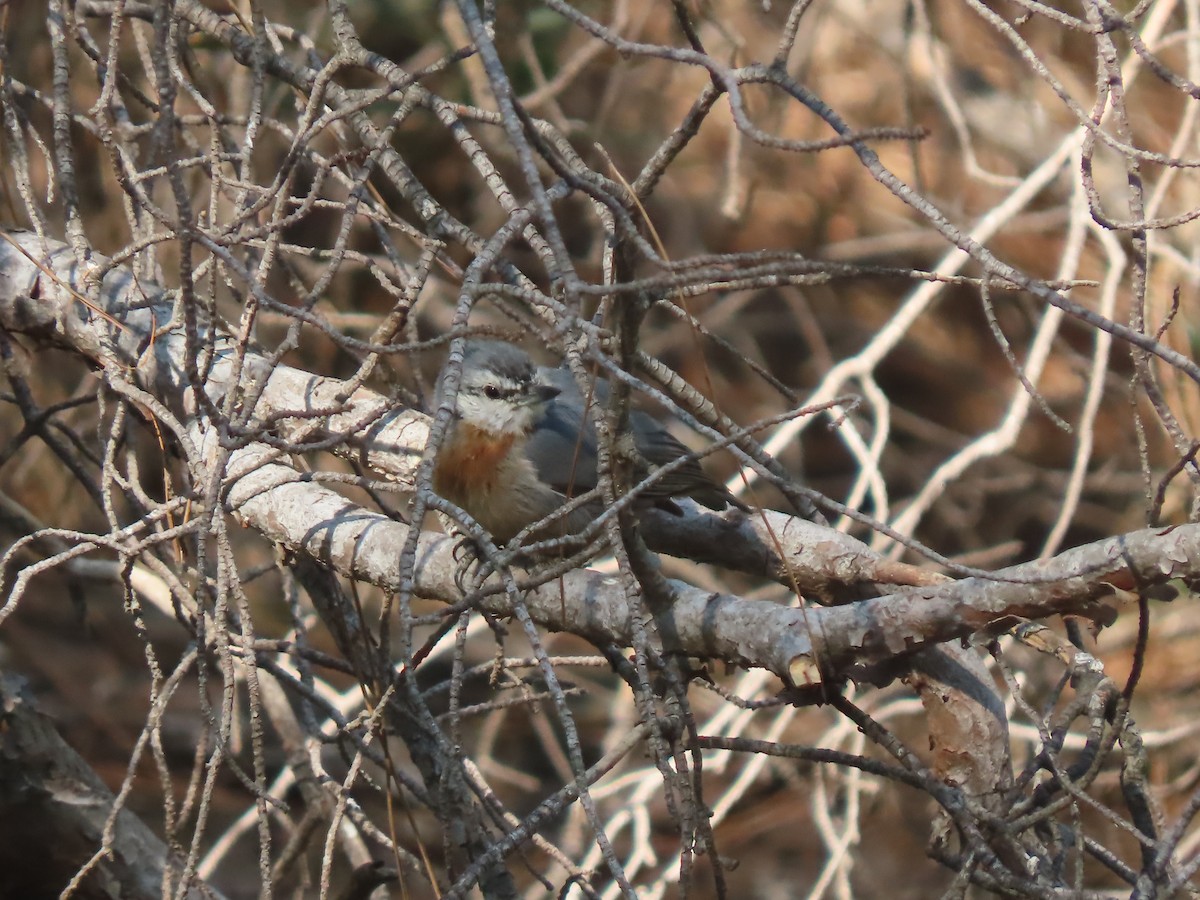 Krüper's Nuthatch - ML640663182