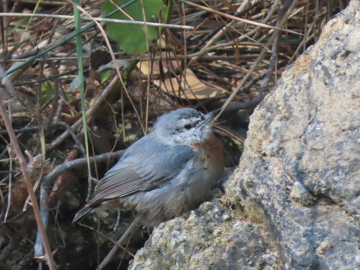 Krüper's Nuthatch - ML640663183