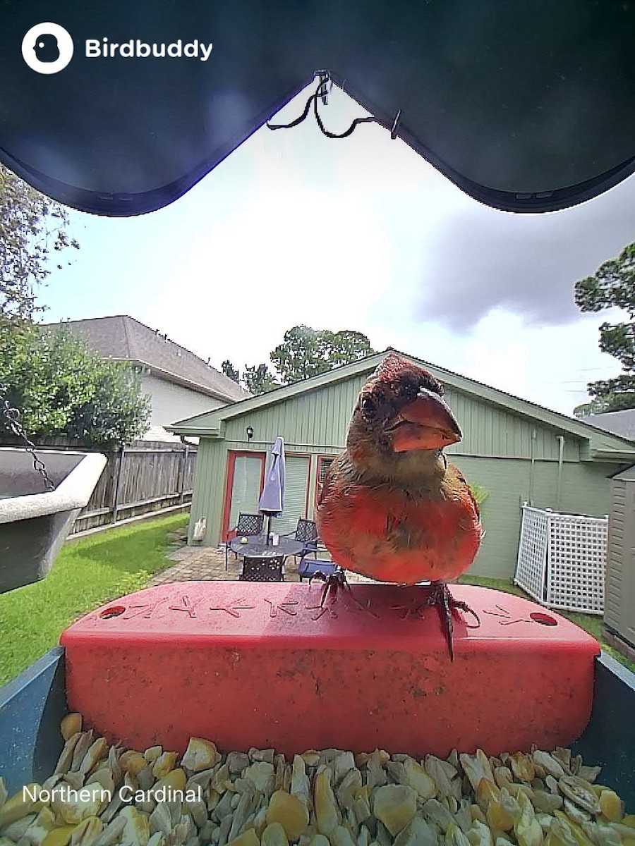 Northern Cardinal - ML640663185
