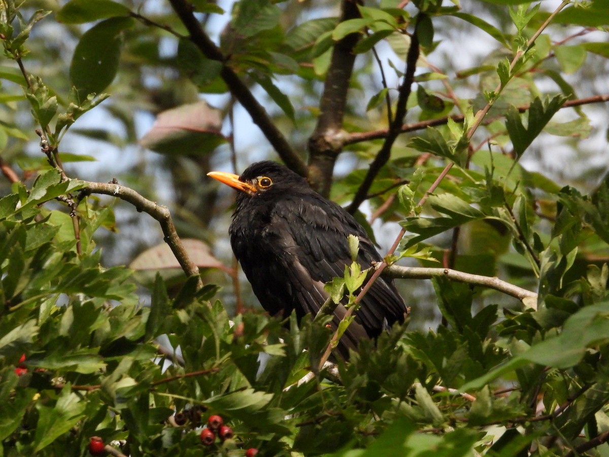 Eurasian Blackbird - ML640663328