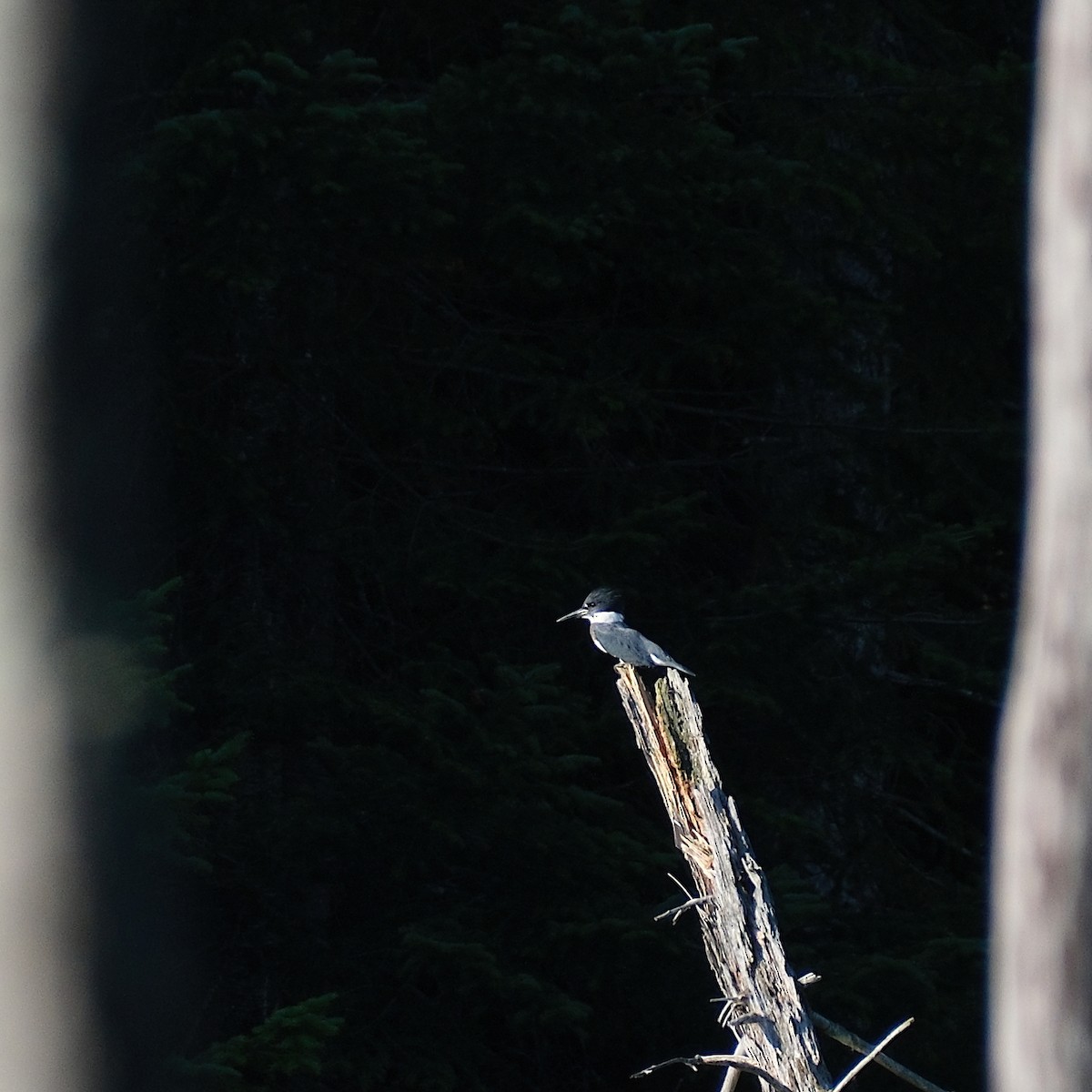 Belted Kingfisher - ML640663331