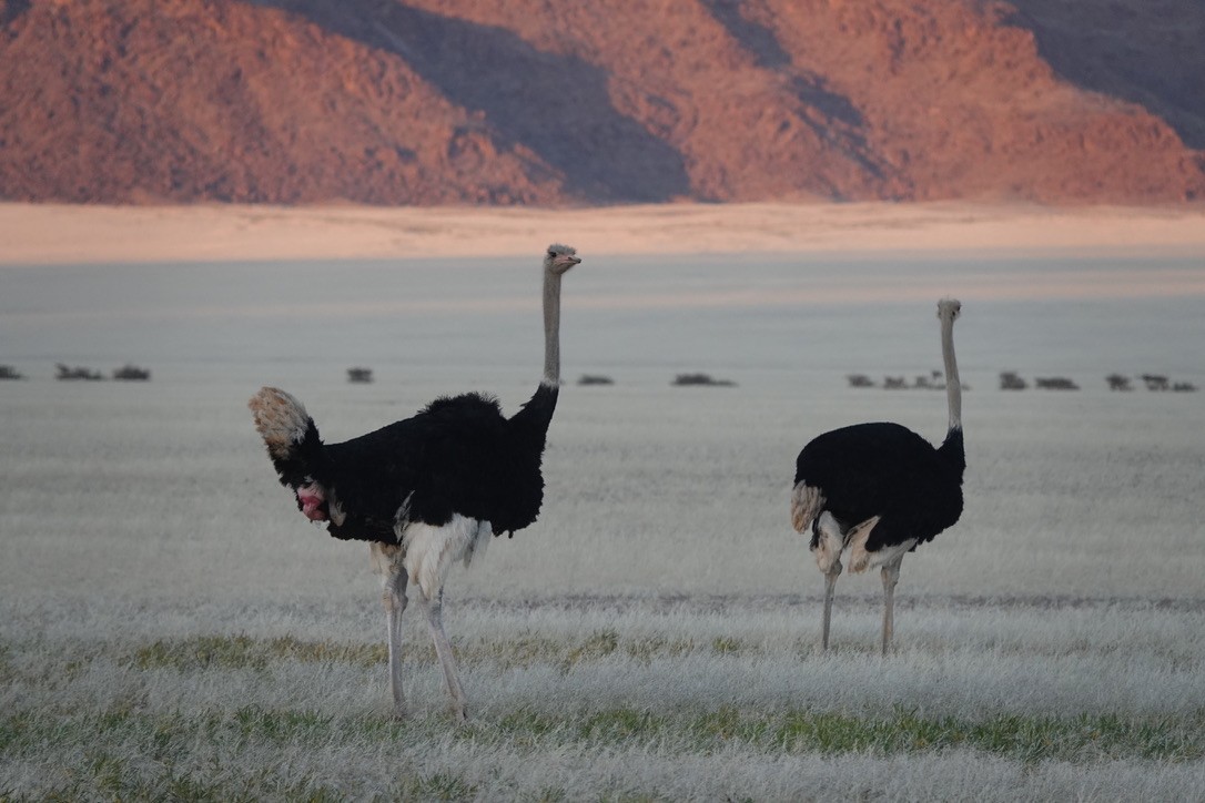 Common Ostrich - ML640663347