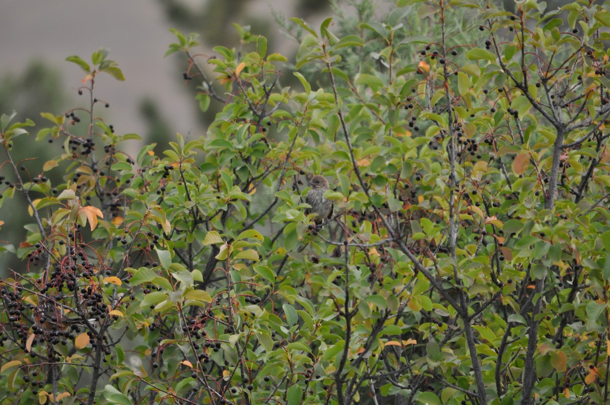 Pine Siskin - ML640663360