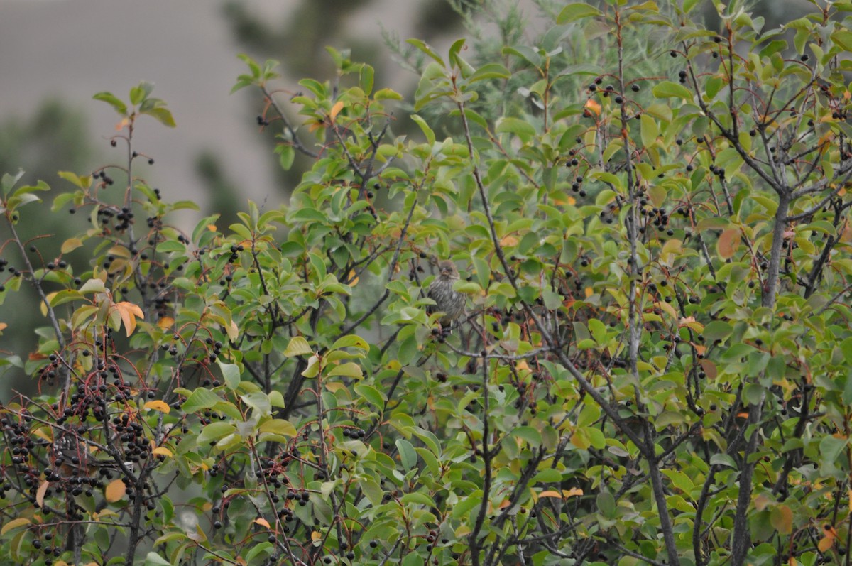 Pine Siskin - ML640663361