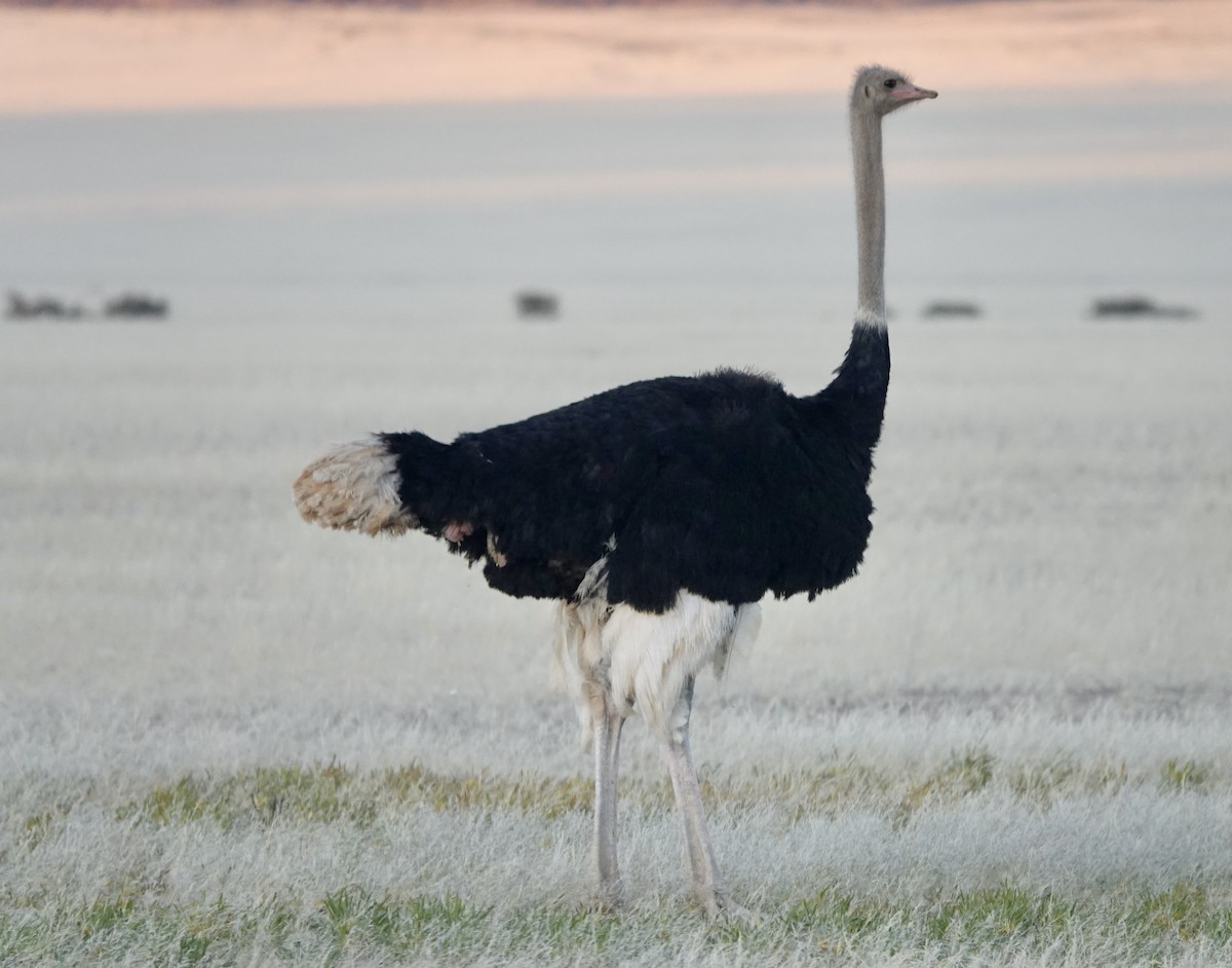 Common Ostrich - ML640663377