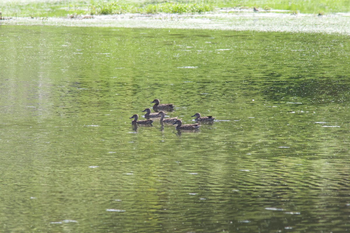 Blue-winged Teal - ML640663379