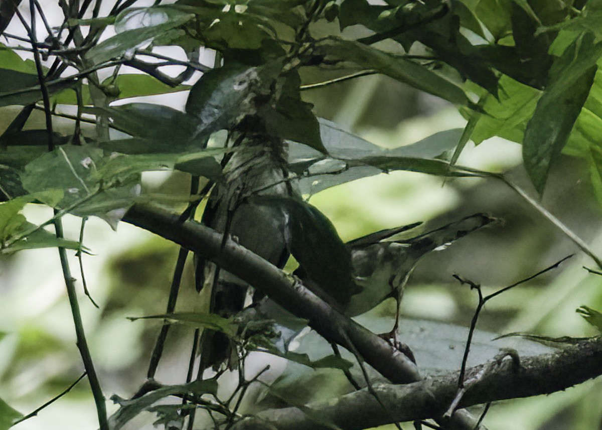 Indochinese Yuhina - ML640663396