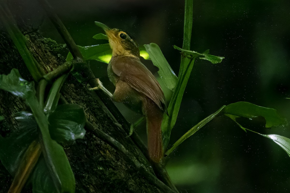 Fawn-throated Foliage-gleaner - ML640663503
