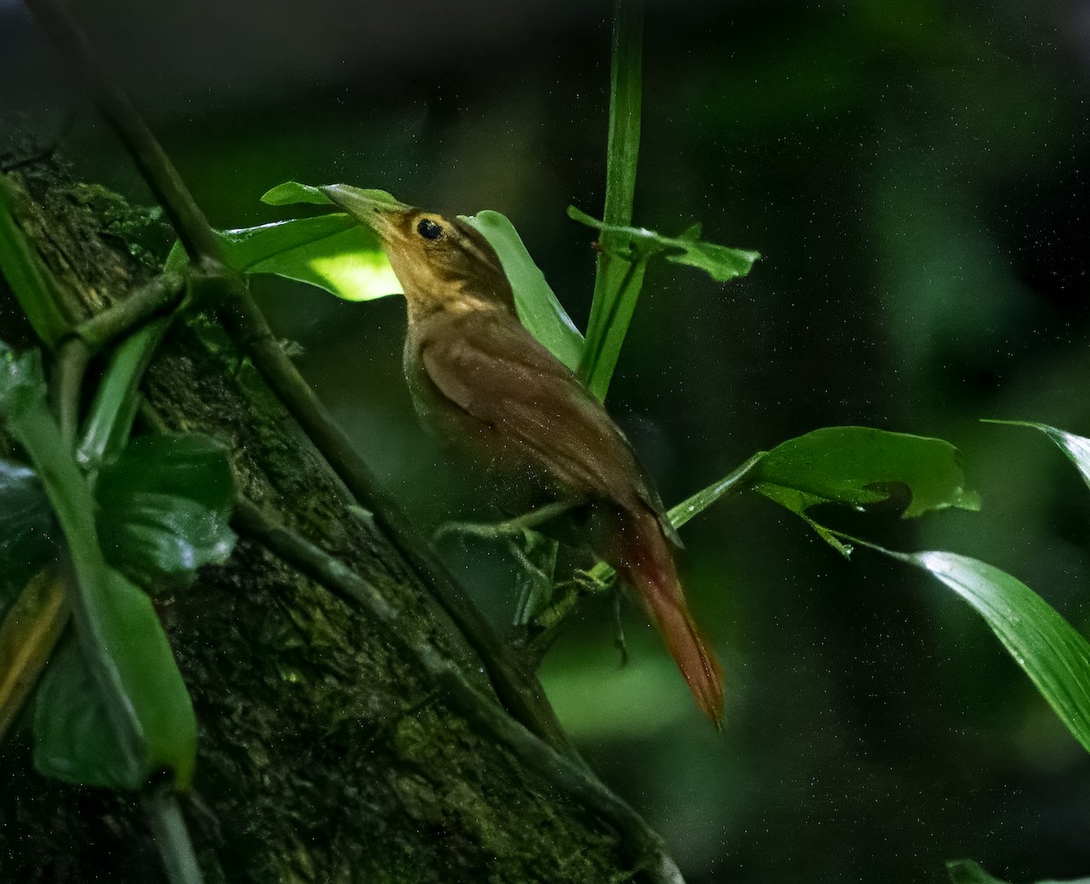 Fawn-throated Foliage-gleaner - ML640663504