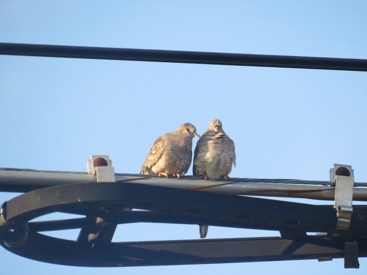 Inca Dove - ML640663534